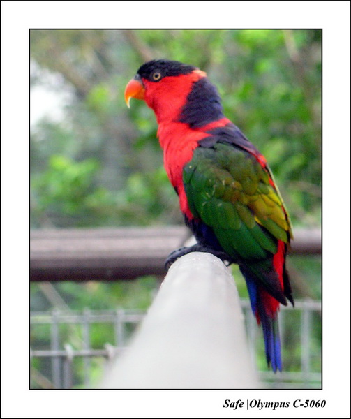 2005 - 06 - Jurong Birdpark 13.JPG